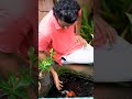 koi pond in our garden🐬🐟🐋 youtubeshorts fish