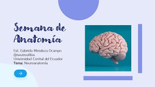 SEMANA DE ANATOMÍA DÍA 6: Generalidades de Neuroanatomía