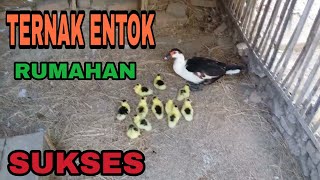 Artikel 7 Kombinasi Semi Intensif Sistem Kering Dan Terkurung Tentang Road Map Peta Jalan Dunia Perbebekan Cv Kuda Hitam Perkasa