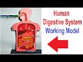 digestive system working model for science project exhibition using syringes -  diy  craftpiller