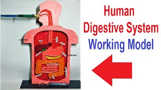 digestive system working model for science project exhibition using syringes -  diy  craftpiller