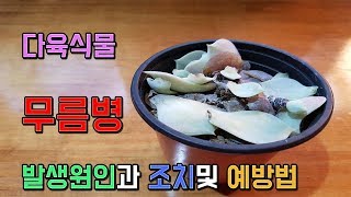 다육식물 무름병 원인과 대처및 예방법(succulent,다육,다육이,다육식물,多肉植物,换花盆,Planta suculenta,たにくしょくぶつ)