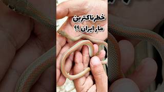 آیا این مارها خطرناک هستند؟ _ خطرناکترین مار _ مار قیطانی _ #حیات_وحش #snake #shorts