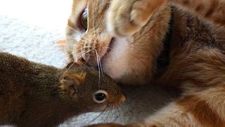 Drunk squirrel meets cat—and then this happens