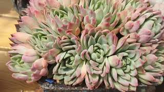 多肉植物资料32-紫罗兰女王 Echeveria Violet Queen