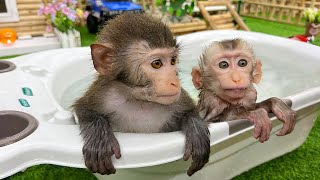 Dad let Bim Bim take a bath with Baby Monkey Obi in the bathtub & 食べるハリボー ゴールドベアグミ