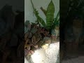 succulent arrangements youtube ytshorts banno shorts gardenup succulent satisfying@facttv1364