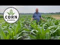 Corn School: How rotation impacts yield and crop resilience