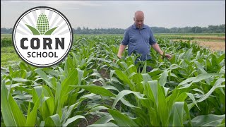 Corn School: How rotation impacts yield and crop resilience