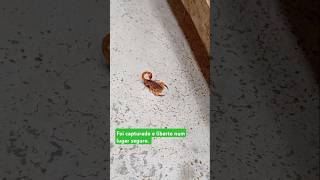 Escorpião #nature #insetos #scorpion #escorpião