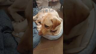 なぜ小さいベッドを弟イッヌは使うのか  #ラブラドールレトリバー #ラブラドール #labrador #犬 #大型犬 #shorts