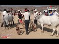 ishara and raja pusad shankar pat वर्धा जिल्ह्याची नामांकित बैल जोडी shankarpat bullrace