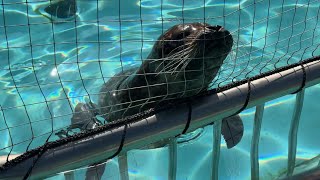 家族でのんびりゼニガタアザラシ【‎2024年‎3月3日】【上野動物園】