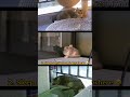 4 things my 3 cats love to do at home cat funny cute cutecat siipet petcamera