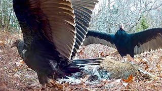 Turkey Vultures