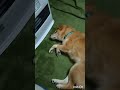 ストーブを占領する柴犬🐾 shorts 柴犬 豆柴 犬