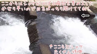 サケの遡上/北海道知床半島ウトロのペレケ川【あつまれどうぶつの森・リアル鮭遡上】