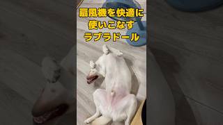 ラブラドールは可愛さと珍獣感の狭間にいるんだよ…  #ラブラドールレトリバー #大型犬 #犬のいる生活