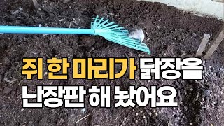 닭장 안을 난장판으로 만든 간큰 쥐 / 주인을 물로 보나