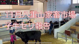 11月のセリ報告動画