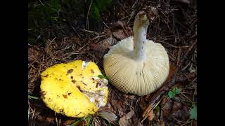 Russula claroflava