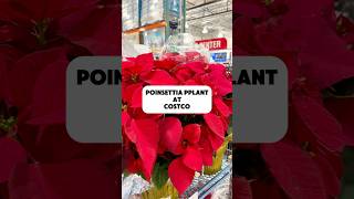 POINSETTIA Plant At Costco‼️ #costco #poinsettia