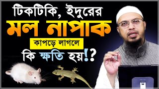 টিকটিকি, ইদুর ও পোকামাকড়ের মল কি নাপাক? নামাজ হবে কিনা!?- শায়খ আহমাদুল্লাহ | Sheikh Ahmadullah