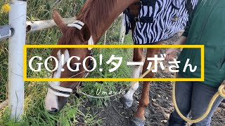 【特別なレッスン】引退競走馬ターボさんのセカンドライフ05