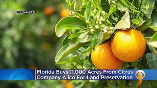 Florida Buys 11,000 Acres From Citrus Company For Land Preservation