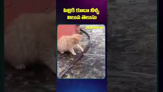 పిల్లికి కూడా నీళ్ళ విలువ తెలుసు  #funnycats #funnyvideos #ammu__555