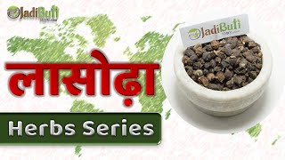 लाजवाब  लसोड़ा  | lasoda ke fayde | fragrant manjack | glue berry | cummingcordia | JadiButi Store