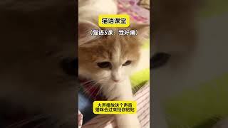 猫语3课/我好痛猫咪听到会过来找你贴贴猫咪搞笑 猫语十级