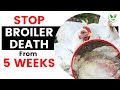 Why Broilers Die After 4 Weeks - How to Stop it on Your Chicken Farm