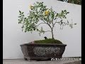 How To Miniature Roses as a Bonsai tree (Wiring Rose Bonsai tree)