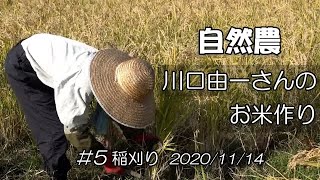 【自然農】川口由一さんのお米作り♯5 稲刈り 2020/11/14　[Natural farming]  Kawaguchi's rice making ♯5