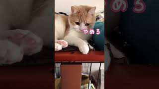 【再投稿】大事な肉球を触られて怒る猫 #shorts #猫 #ねこのいる生活 #cat