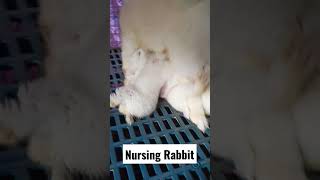 Mother Rabbit Nursing Kits by Nayecious Pets #rabbits #nursingrabbits #cuterabbits