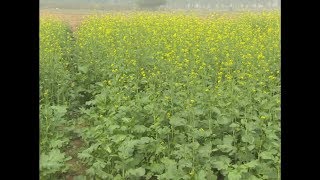 Krishi Darshan I Mustard Crop Management