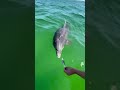 How to feed A Porpoise