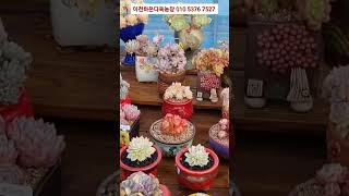 명품배합토 잎꽂이흙  10키로 배송비포함 각 15000원