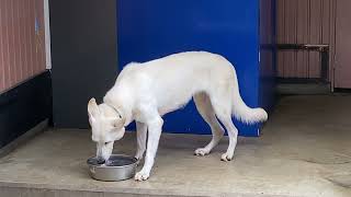 わんわん動物園 水を飲むホワイトシェパードのムーランちゃん