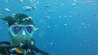 20241013薄荷島Balicasag Island 水肺潛水，遇到傑克魚風暴梭魚群！潛店Bohol Divers Club Dive Center