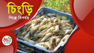 shrimp farming in bangladesh || চিংড়ি শিল্প