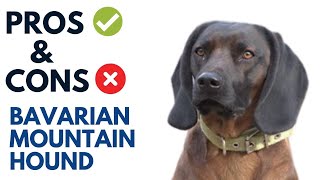 Bavarian Mountain Hound Pros and Cons | Bavarian Mountain Hound Advantages and Disadvantages