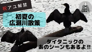 [きょうの広瀬川]アユ解禁、初夏の広瀬川を散策。タイタニックのあのシーンも有