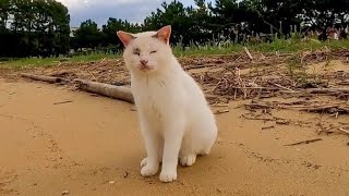 砂浜によく喋る猫がいました