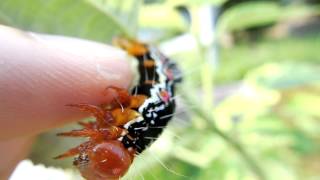 Touching a Ramie caterpillar (Arcte coerula) (4) フクラスズメ幼虫をつついてみた(指乗り)