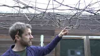 How to winter prune wisteria