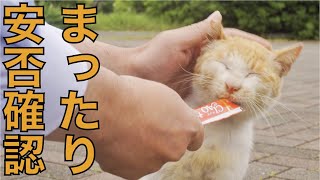 ボロボロの野良猫デンスケの安否確認５月ラスト