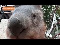 ウォンバットのこんな幸せそうな表情 見たことない！（wombat）